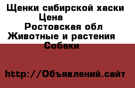 Щенки сибирской хаски › Цена ­ 6 000 - Ростовская обл. Животные и растения » Собаки   